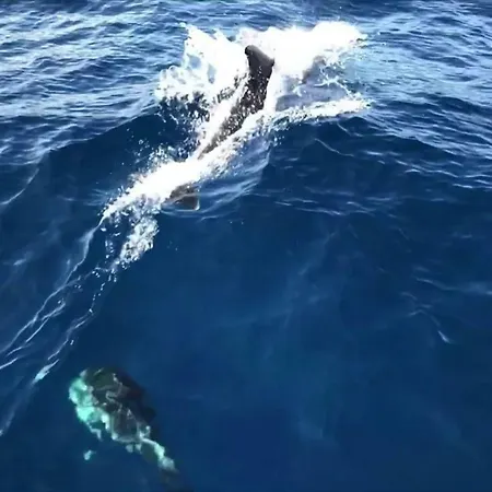 Luxury Catamaran Lagoon 42, Ac & Gn Bådhotel Split